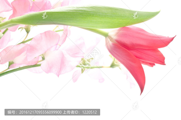 郁金香和甜豌豆