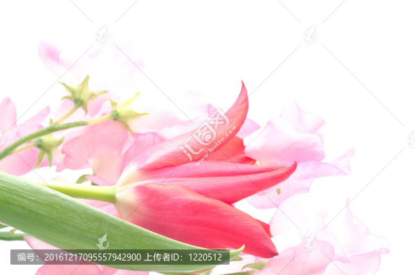 郁金香和甜豌豆