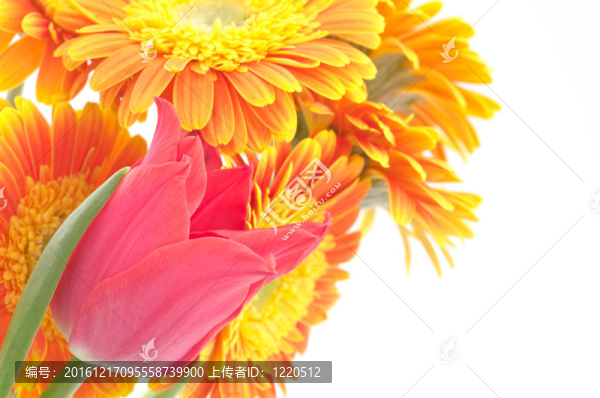 郁金香和非洲雛菊