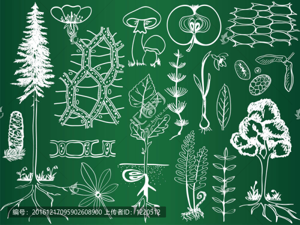 生物學植物素描在學校董事會-植物學插圖