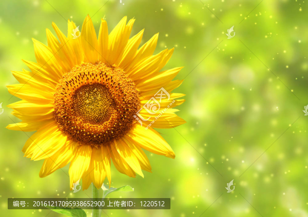 向日葵