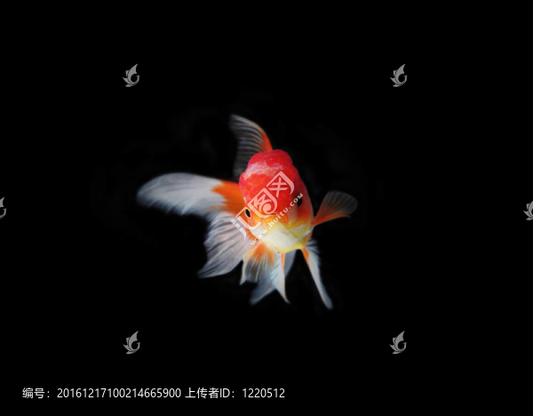 金色的魚