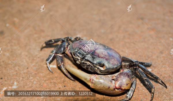 泰國蟹。