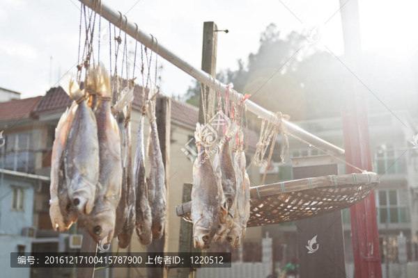陽(yáng)光下咸魚