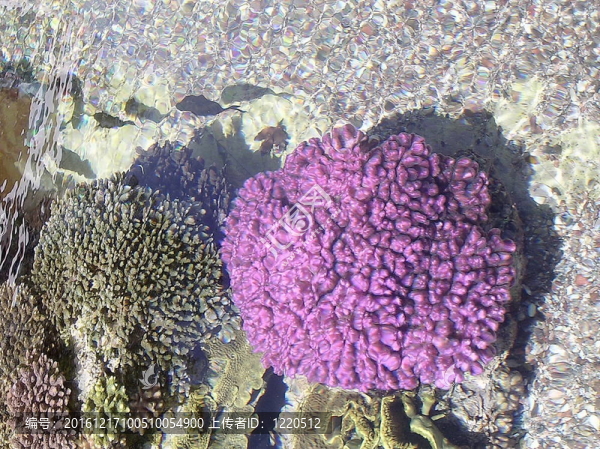 埃拉特水族館的珊瑚2005