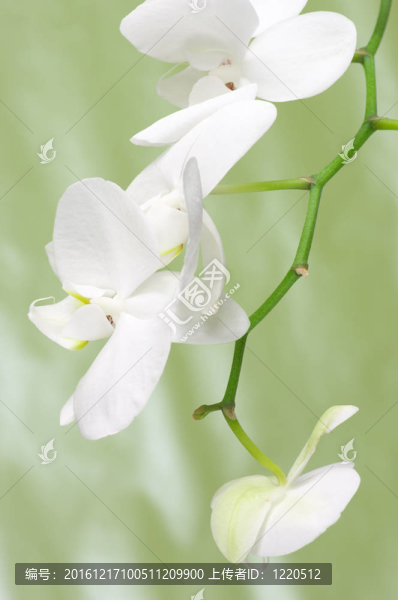 蘭花分會(huì)