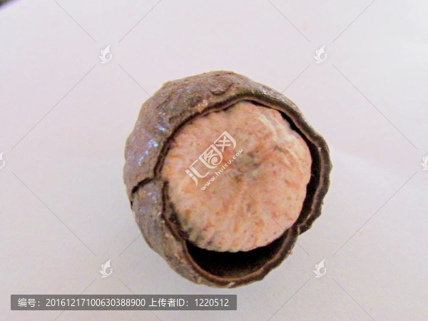 孤立的肉豆蔻