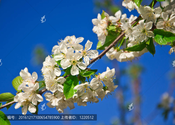 春季開花的樹