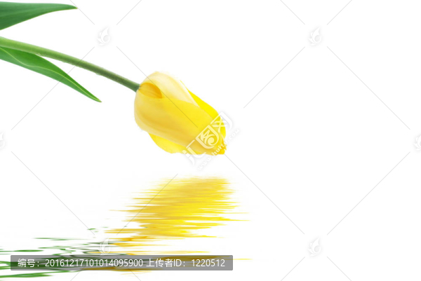 水上的黃色郁金香