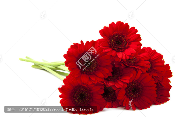 紅色的花