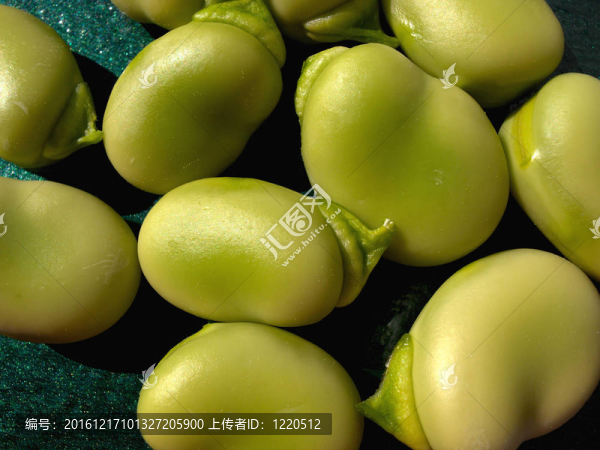 雷納莫拉蠶豆。