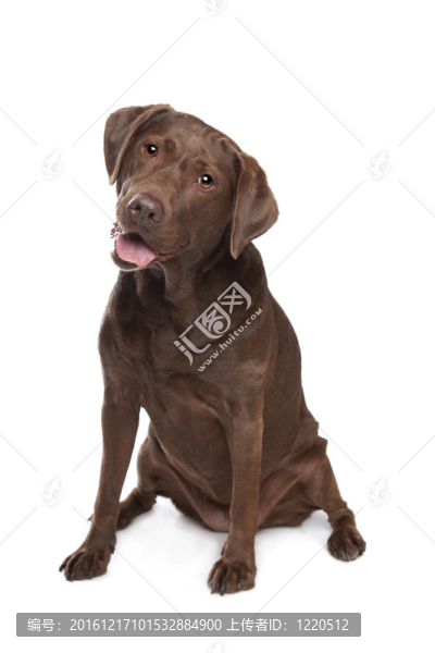 拉布拉多獵犬