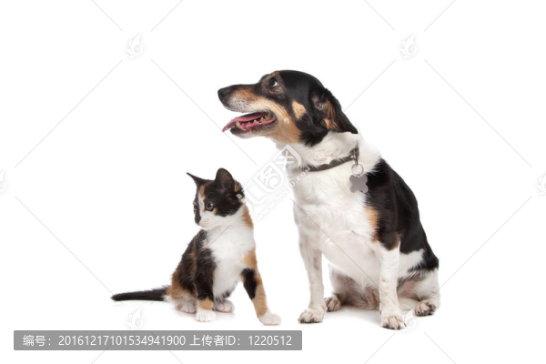 小貓和Jack,Russel,Terrier