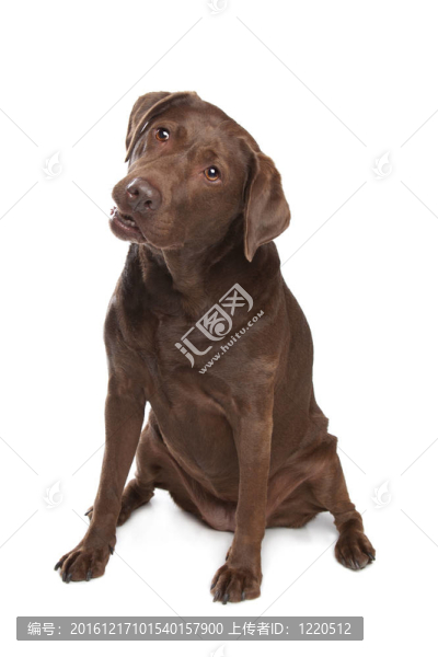 拉布拉多獵犬