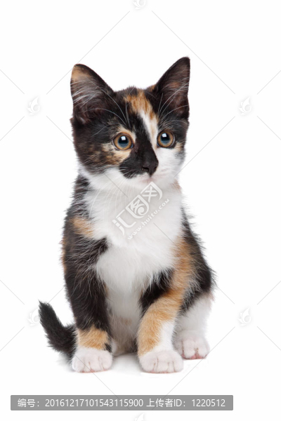 小貓
