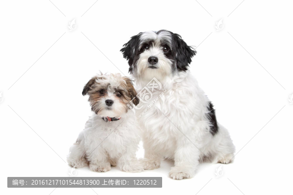兩潮狗