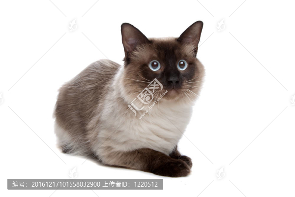 暹羅貓