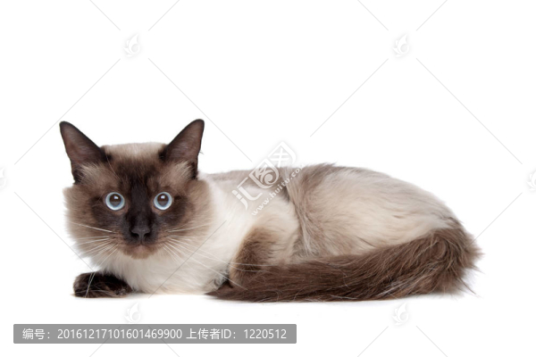 暹羅貓
