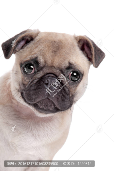 獅子狗