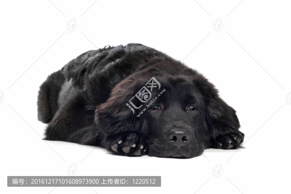 黑色的藏獒幼犬