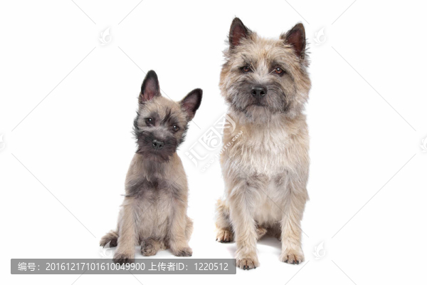 幼犬和成年凱恩
