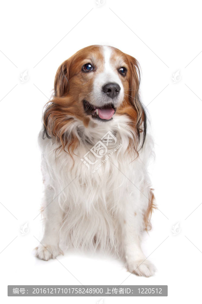 科克爾獵犬