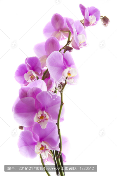 粉紅色的蘭花