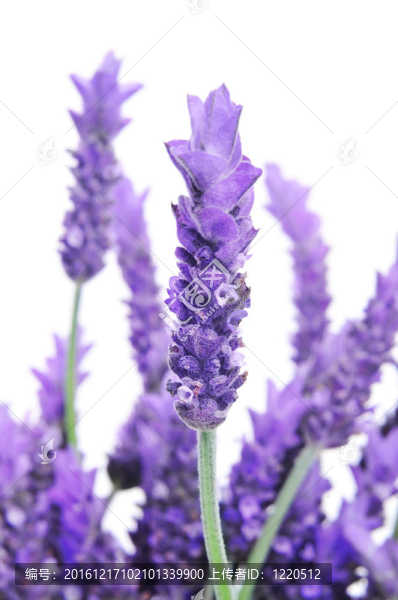 薰衣草