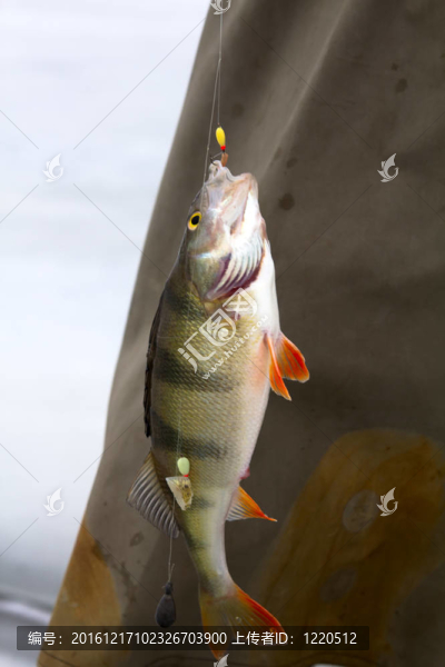 鱸魚釣6