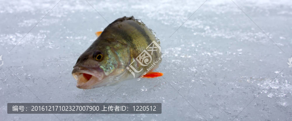 鱸魚釣4
