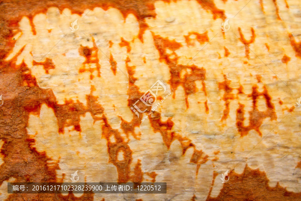 樺樹(shù)皮2