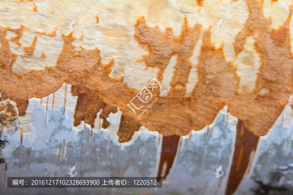 樺樹皮