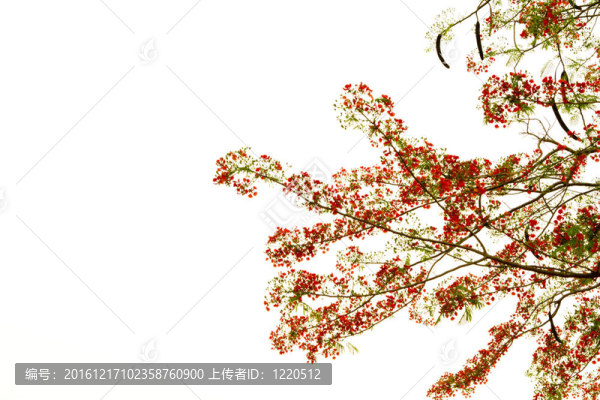 美麗的橙花花在白色背景上分離