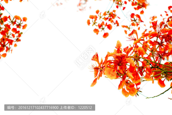 美麗的橙花花在白色背景上分離