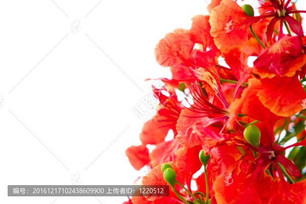 美麗的橙花花在白色背景上分離