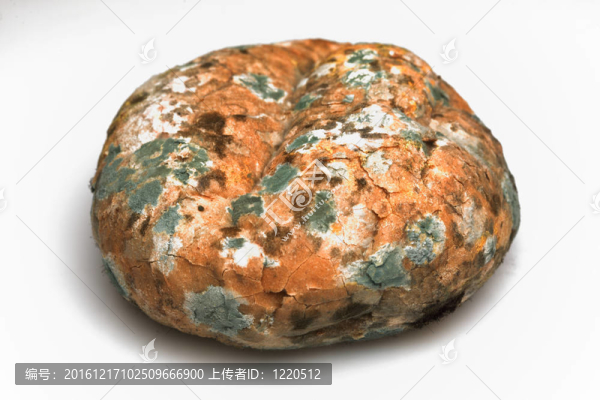 老面包上的霉菌