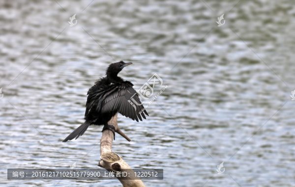 鳥；黑頸鸕鶿；Phalacrocorax,niger；曬太陽；每