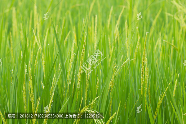 清晨稻田