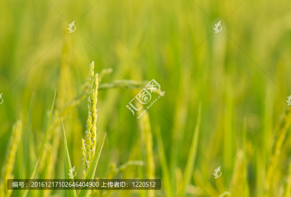 綠色背景稻田