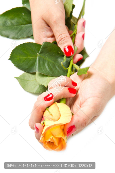 女人的手和玫瑰紅的指甲