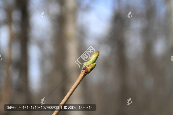 芽樹的春木松弛