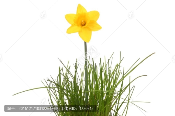 水仙花