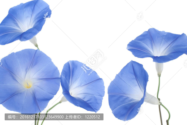 牽牛花