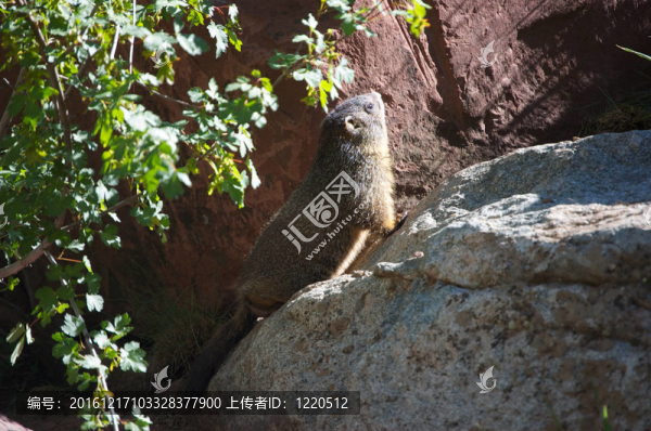在陽(yáng)光下年輕的土撥鼠