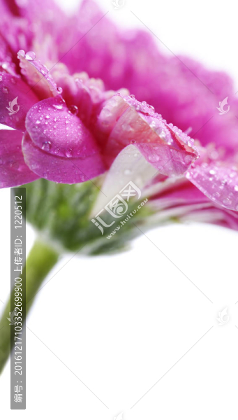 太陽花