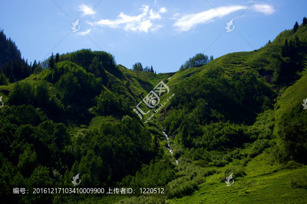 夏日綠葉在鐘聲旁