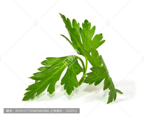 鮮葉歐芹