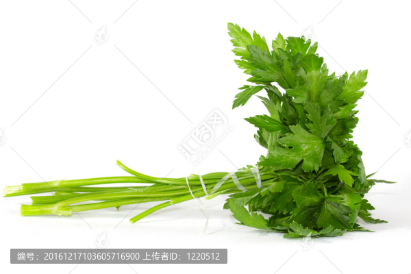 鮮葉歐芹