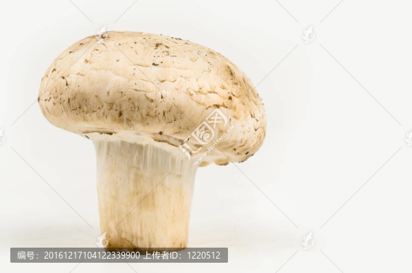 烹飪?cè)希喊咨尘暗男迈r蘑菇