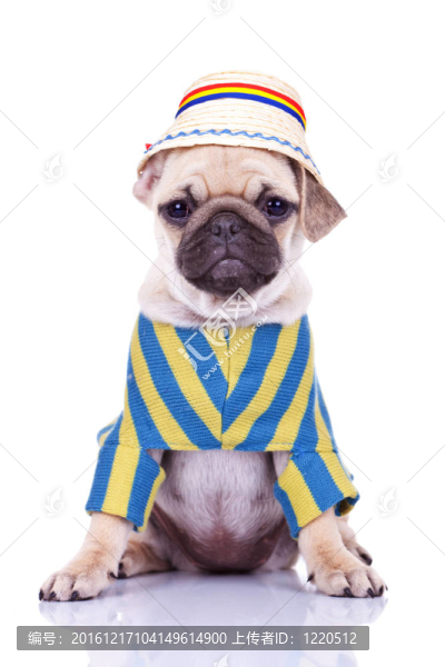 可愛(ài)的狗狗狗穿衣服